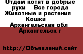 Отдам котят в добрые руки. - Все города Животные и растения » Кошки   . Архангельская обл.,Архангельск г.